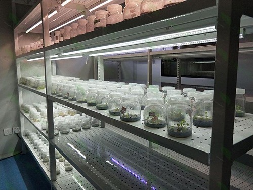 阳江植物组织培养实验室设计建设方案